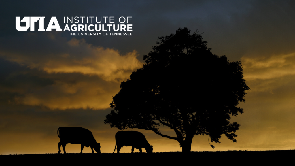 Cattle in a pasture at sunset with a large tree