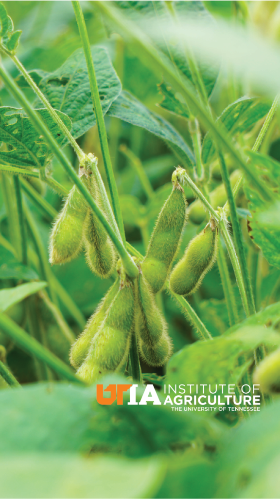 Soybeans with UTIA logo