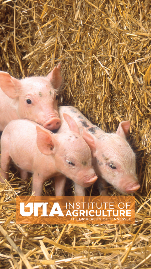 Pigs with the UTIA logo