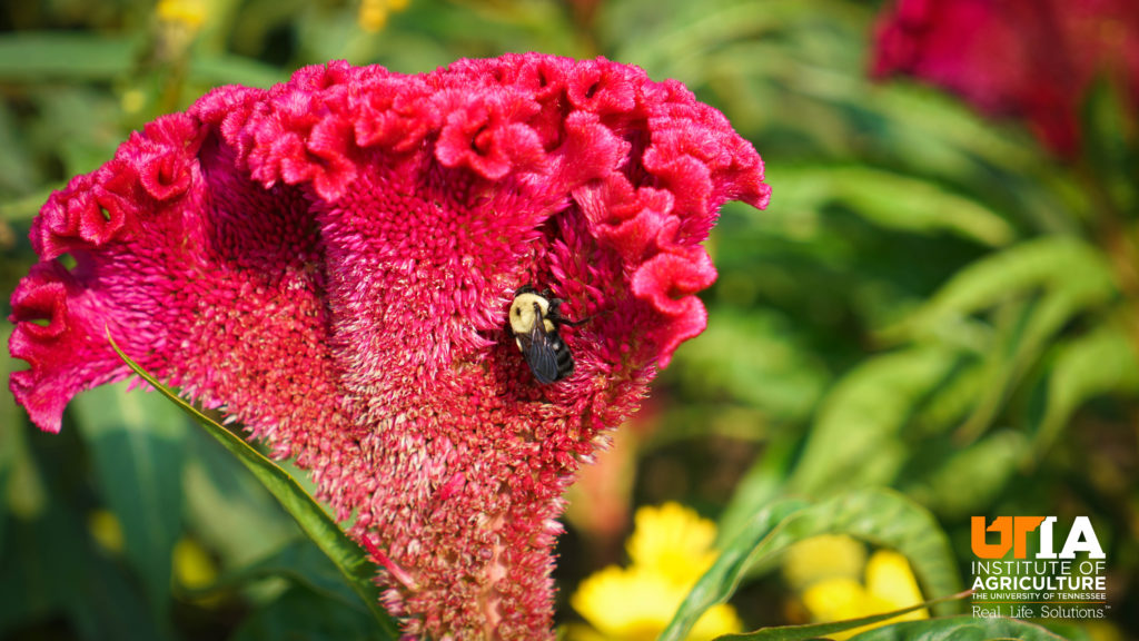 Bee on a pink flower with UTIA logo