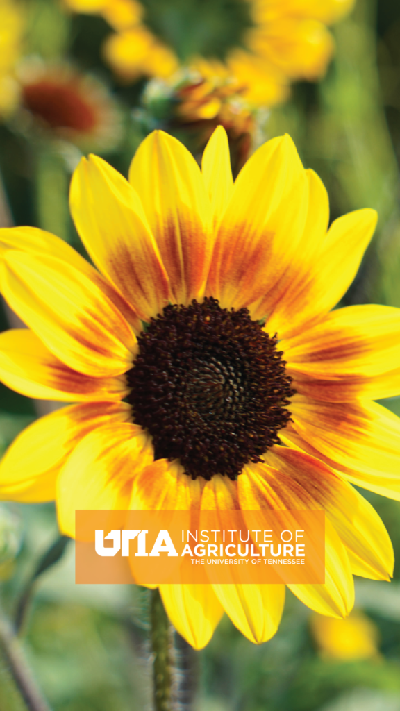 Flower with UTIA logo