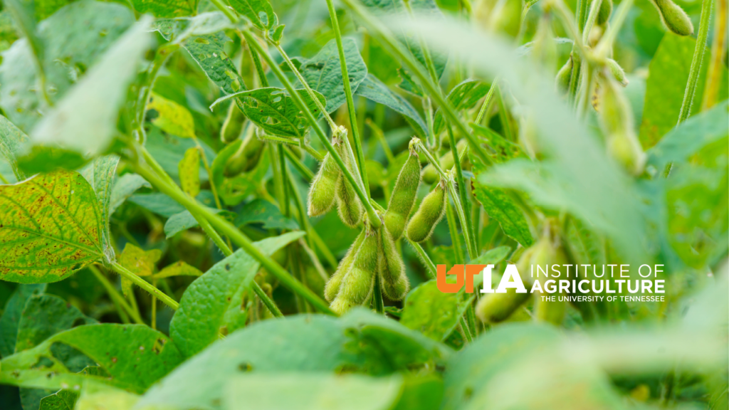 soybeans with UTIA logo