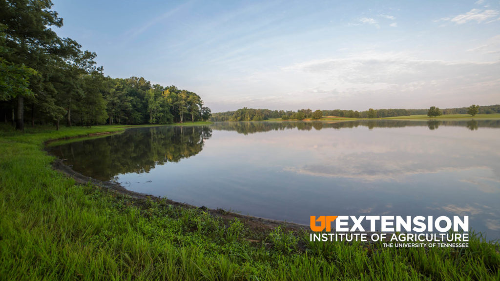 A lake at Lone Oaks Farm reflects the colors of the sky above: pinks and blues and wispy clouds