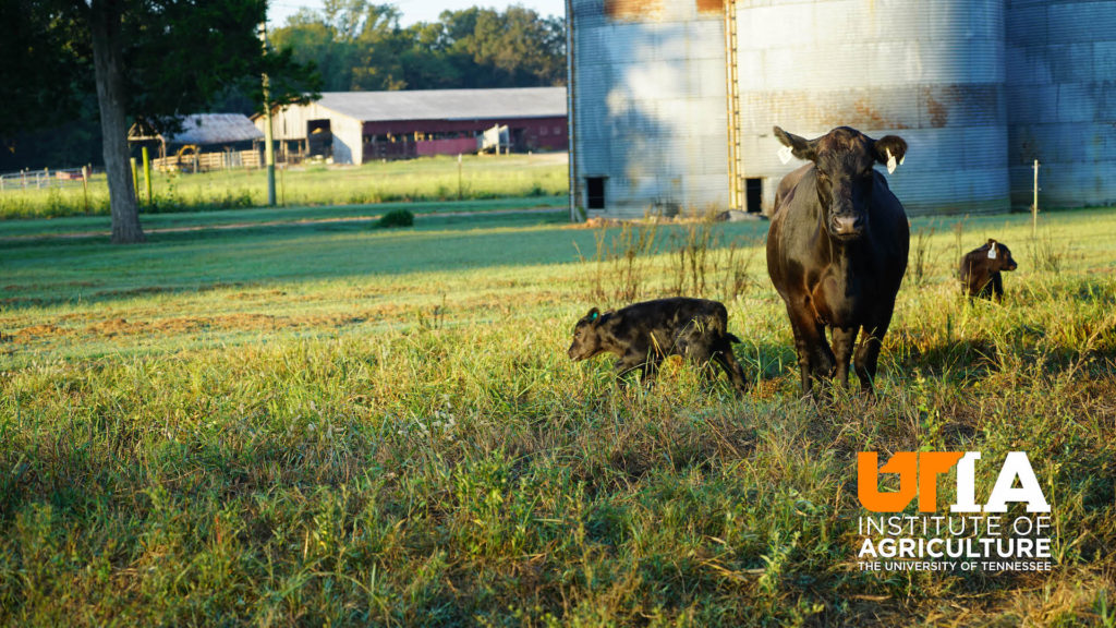 A cow and her calf stand in front of silos in a field