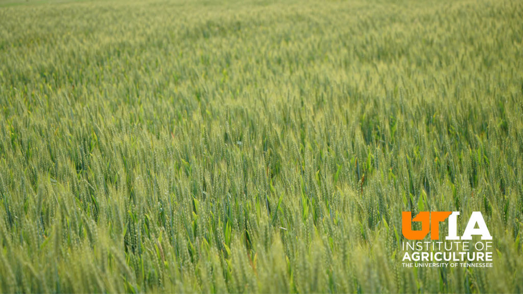 A close-up shot of grain in a field