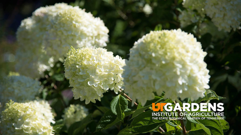 The sun shines on white and green blossoms and darker green foliage